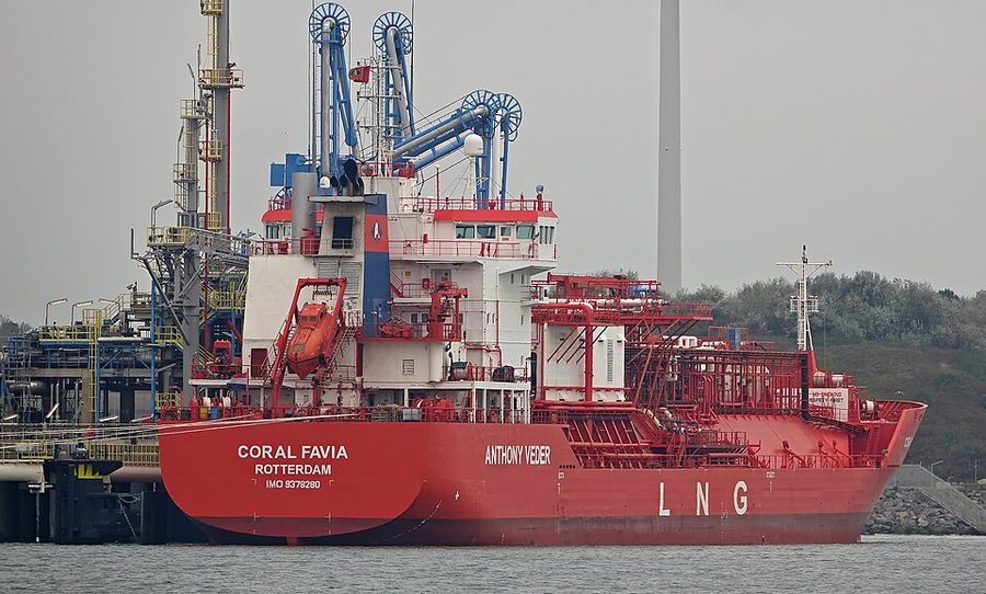 CORAL FAVIA